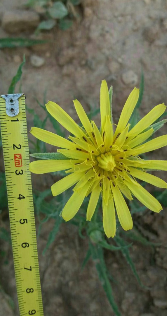 شنگ چشم گاوی